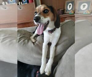 Beagle Dogs for adoption in Boonville, MO, USA