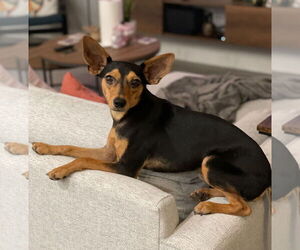 Dachshund-Unknown Mix Dogs for adoption in Weston, FL, USA