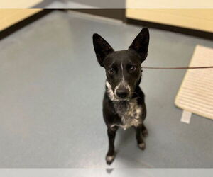 Mutt Dogs for adoption in Denver, CO, USA