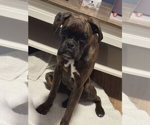 Boxer Dogs for adoption in Brights Grove, Ontario, Canada
