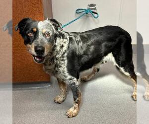 Australian Cattle Dog-Unknown Mix Dogs for adoption in Rancho Cucamonga, CA, USA