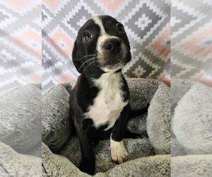 American Pit Bull Terrier-Border Collie Mix Dogs for adoption in Lakewood, CO, USA
