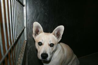 Cardigan Welsh Corgi Dogs for adoption in Modesto, CA, USA