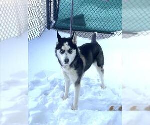 Siberian Husky Dogs for adoption in Derwood, MD, USA