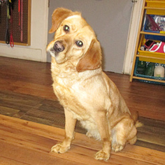 Medium Photo #1 Cocker Spaniel-Unknown Mix Puppy For Sale in Fayetteville, TN, USA