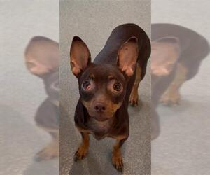 Chipin Dogs for adoption in Baytown, TX, USA