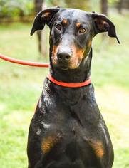Doberman Pinscher Dogs for adoption in Waterford, VA, USA