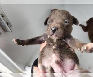 Staffordshire Bull Terrier-Unknown Mix Dogs for adoption in Houston, TX, USA