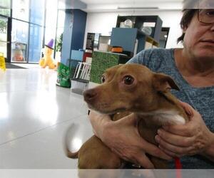 Chihuahua-Unknown Mix Dogs for adoption in Temple, TX, USA