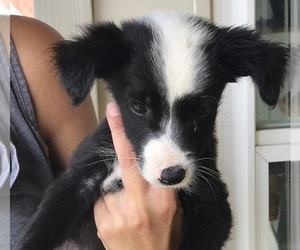 Border Collie Dogs for adoption in Carrollton, TX, USA