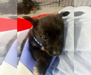 Collie-Unknown Mix Dogs for adoption in Calgary, Alberta, Canada