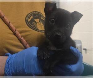 Chow Chow Dogs for adoption in Denver, CO, USA