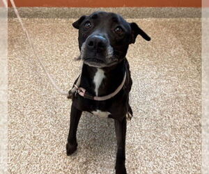 Labrador Retriever-Unknown Mix Dogs for adoption in Pueblo, CO, USA