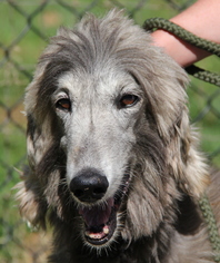 Afghan Hound Dogs for adoption in Lovingston, VA, USA