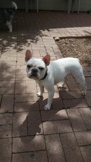 French Bulldog Dogs for adoption in Phoenix , AZ, USA