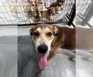 Mutt Dogs for adoption in Calgary, Alberta, Canada