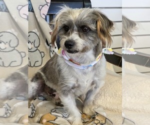 Shih Tzu-Unknown Mix Dogs for adoption in Amarillo, TX, USA