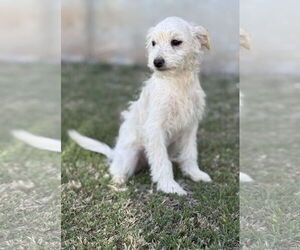 Poodle (Miniature)-Spaniel Mix Dogs for adoption in PIPE CREEK, TX, USA