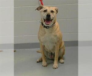 Labrador Retriever-Unknown Mix Dogs for adoption in St. Cloud, FL, USA