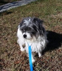 Shih Tzu-Unknown Mix Dogs for adoption in Fresno, CA, USA