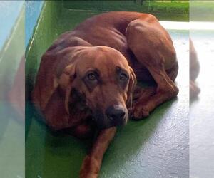 Redbone Coonhound Dogs for adoption in Rustburg, VA, USA