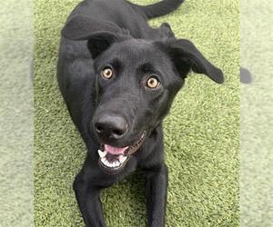 Labrador Retriever Dogs for adoption in Houston, TX, USA