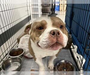 Bulldog-Staffordshire Bull Terrier Mix Dogs for adoption in Corona, CA, USA