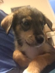 Sheprador Dogs for adoption in Tampa, FL, USA
