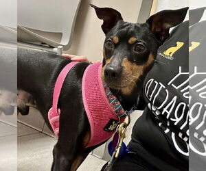 Miniature Pinscher Dogs for adoption in Spring Lake, NC, USA