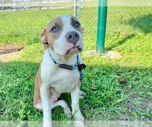 American Pit Bull Terrier-Unknown Mix Dogs for adoption in Ocala, FL, USA