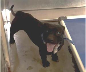 Beagle-Unknown Mix Dogs for adoption in Camarillo, CA, USA