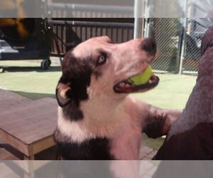 Siberian Husky Dogs for adoption in Denton, TX, USA