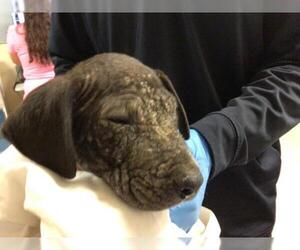 American Pit Bull Terrier Dogs for adoption in Riverside, CA, USA