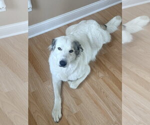 Medium Photo #3 Great Pyrenees-Unknown Mix Puppy For Sale in Houston, TX, USA