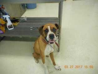 Boxer Dogs for adoption in San Angelo, TX, USA