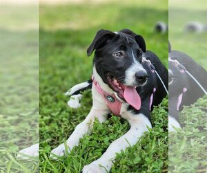 Small Australian Shepherd-Great Pyrenees Mix