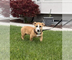 Medium Photo #2 American Pit Bull Terrier-Unknown Mix Puppy For Sale in Sandy, UT, USA