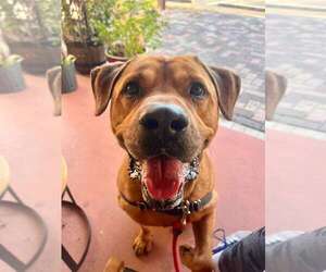 Labrador Retriever-Unknown Mix Dogs for adoption in Pompano Beach , FL, USA