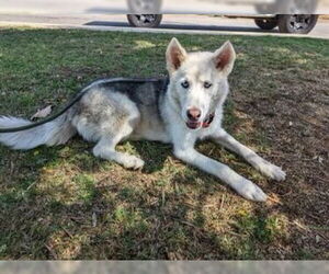 - Mix Dogs for adoption in Bakersfield, CA, USA