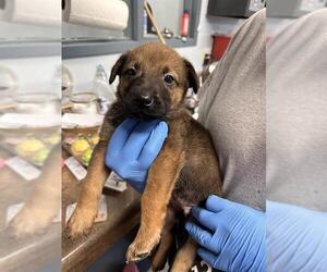 German Shepherd Dog-Unknown Mix Dogs for adoption in Tallahassee, FL, USA