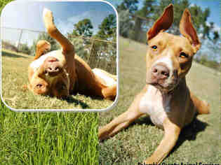 Bullboxer Pit Dogs for adoption in Grovetown, GA, USA