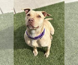 Mutt Dogs for adoption in Elk Grove, CA, USA