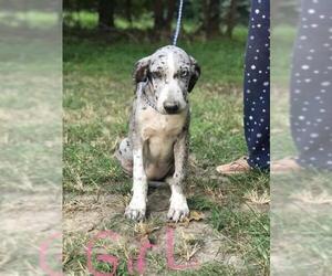 Great Dane Dogs for adoption in Whitestone, NY, USA