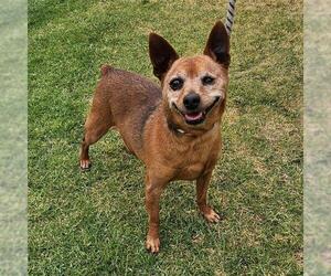 Miniature Pinscher Dogs for adoption in Camarillo, CA, USA