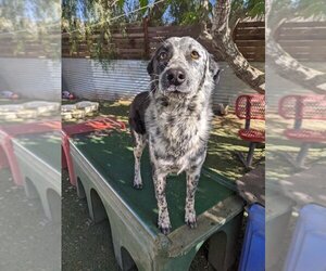 Border Collie-Unknown Mix Dogs for adoption in El Cajon, CA, USA