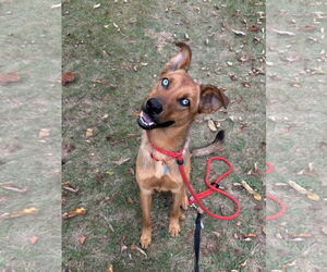 Mutt Dogs for adoption in Rockaway, NJ, USA