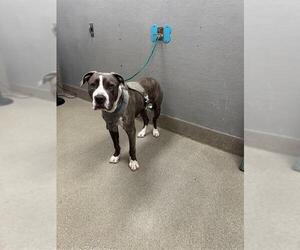 American Pit Bull Terrier-Unknown Mix Dogs for adoption in Las Vegas, NV, USA