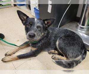 Australian Cattle Dog Dogs for adoption in San Andreas, CA, USA