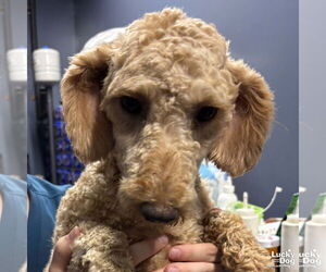 Mutt Dogs for adoption in Washington, DC, USA