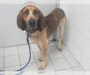 English Coonhound Dogs for adoption in Canfield, OH, USA